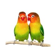 Sunflower Seed Bird Food, 450g – Nutritious Dry Bird Feed - Image 4