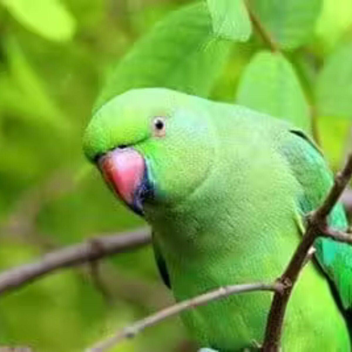 Sunflower Seed Bird Food, 450g – Nutritious Dry Bird Feed - Image 3