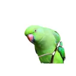 Sunflower Seed Bird Food, 450g – Nutritious Dry Bird Feed - Image 4