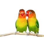 Sunflower Seed Bird Food, 450g – Nutritious Dry Bird Feed - Image 2