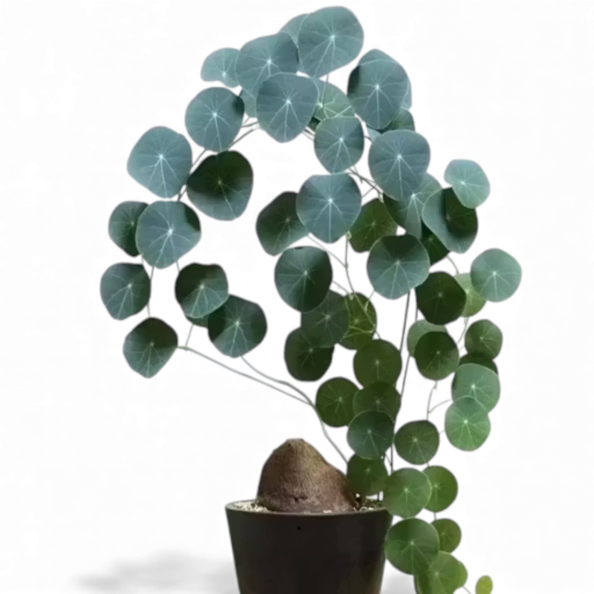 Stephania Erecta Plant Bulb – Rare Exotic Indoor Houseplant | Pack of 1 (Without Pot)