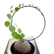 Stephania Erecta Plant Bulb – Rare Exotic Indoor Houseplant | Pack of 1 (Without Pot) - Image 3