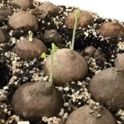 Stephania Erecta Plant Bulb – Rare Exotic Indoor Houseplant | Pack of 1 (Without Pot) - Image 4